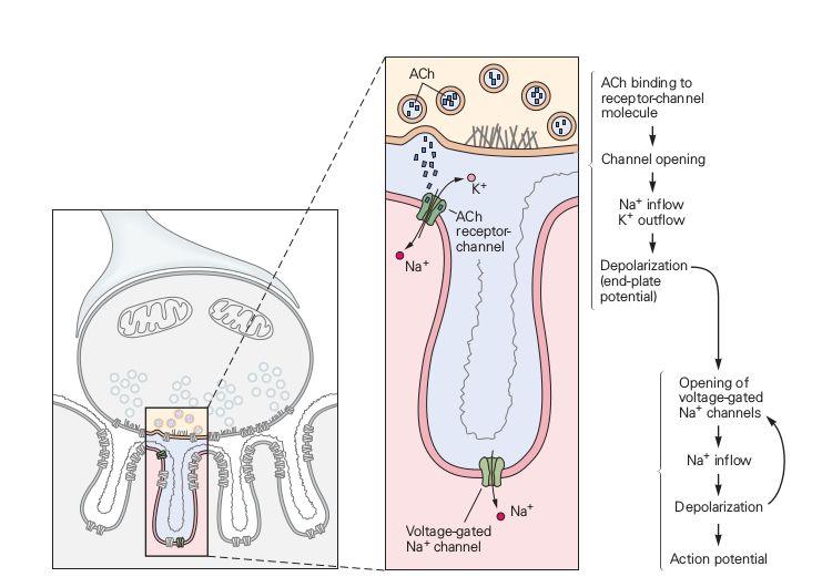 mechanika złącza nerwowo-mięśniowego 1. 2. 3. 4. 5. 6. 7. 8. Potencjał czynnościowy na motoneuronie Aktywacja kanałów wapniowych (wpływ do środka komórki presynaptycznej).