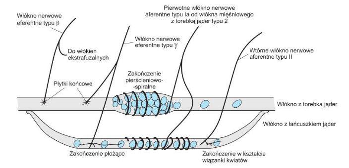 wrzecionko mięśniowe - włókna nerwowe Włókna (miocyty) intrafuzalne: tworzą wrzeciono mięśniowe, równolegle do