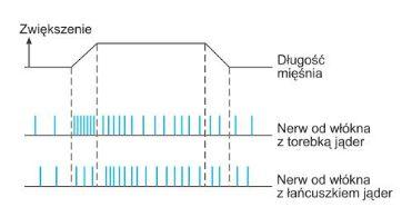 wrzecionko mięśniowe - włókna nerwowe aferentne włókna Ia: kończą się bezpośrednio na neuronach ruchowych włókien ekstrafuzalnych, czas reakcji i opóźnieniem ośrodkowe (rdzeń
