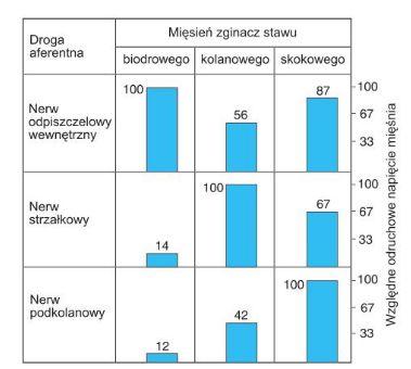 odruchy polisynaptyczne odruch zginania: na ogół odpowiedź na bodziec bólowy skrzyżowana odpowiedź prostownika