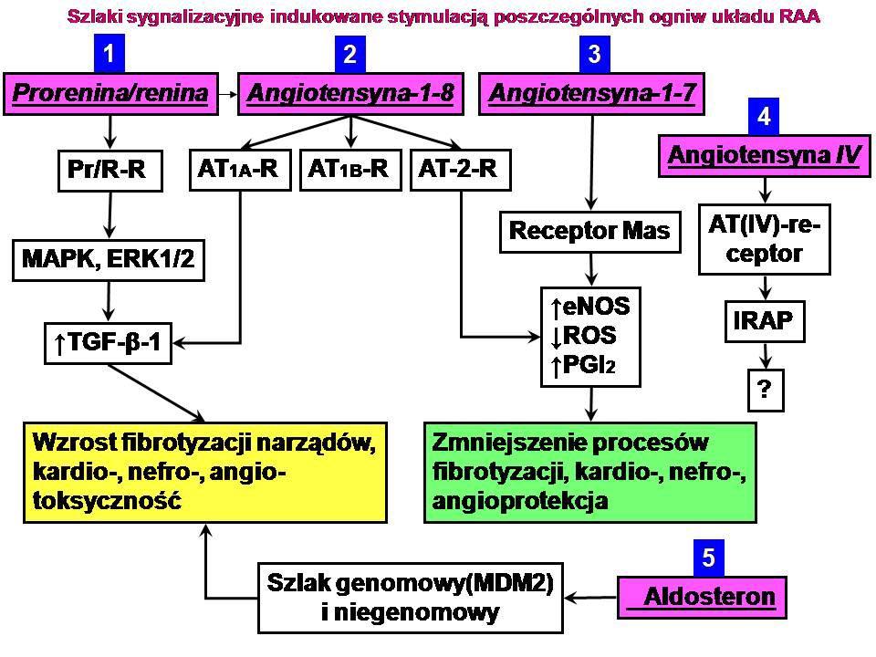 Rycina 4 Kszta³towanie siê poszczególnych ogniw uk³adu RAA po podaniu blokera receptora mineralokortykoidowego. Functioning of the RAAS after blocade of the mineralcorticoid receptor.