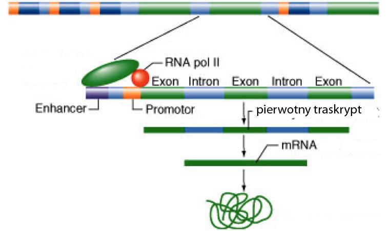 Polimeraza II Polimeraza II RNA rozplata nici DNA, syntetyzuje RNA i łączy ponownie obie nici DNA. Samodzielnie nie jest w stanie rozpoznać promotora genu i zainicjować transkrypcji.
