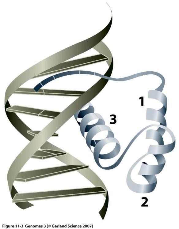 Domeny wiążące DNA Palec cynkowy