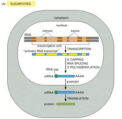 Elongacja transkrypcji genów eukariotycznych jest ściśle