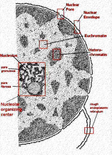 Dwa podstawowe stany chromatyny Heterochromatyna konstytutywna jest obecna stale w komórce, DNA wchodzący w jej skład nie zawiera genów, dzięki czemu zachowuje zwartą strukturę (obszary centromerów i