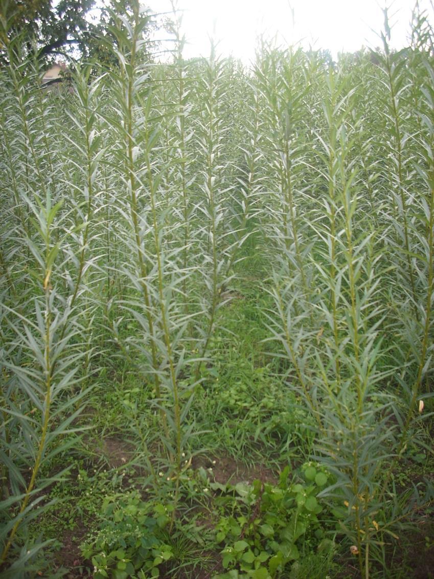 Biomasa eksperymentalna