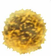 Limfocyty komórki, będące głównymi składowymi adaptacyjnego systemu immunologicznego.