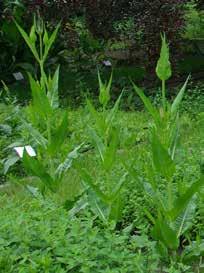Hortus Plantarum Medicinarum Facultatis Pharmaceuticae