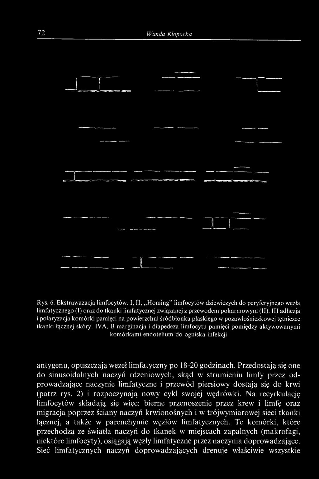 IVA, B marginacja i diapedeza limfocytu pamięci pomiędzy aktywowanymi komórkami endotelium do ogniska infekcji antygenu, opuszczają węzeł limfatyczny po 18-20 godzinach.