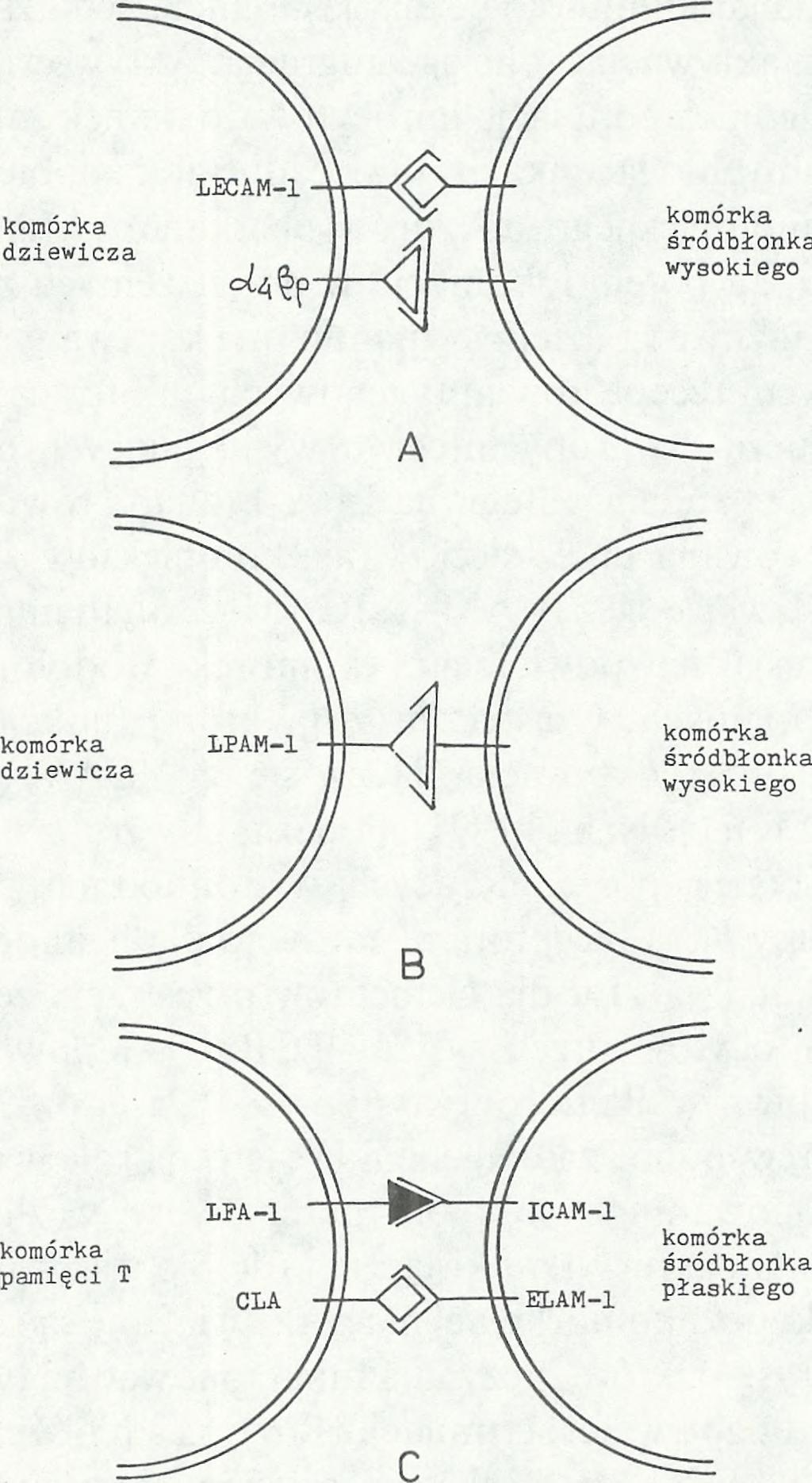 1990; Shimizu i in. 1990; Springer 1990; A k b a r i in. 1990).