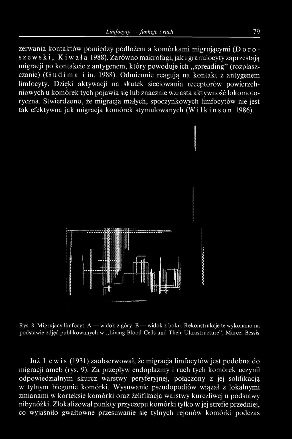 Stwierdzono, że migracja małych, spoczynkowych limfocytów nie jest tak efektywna jak migracja komórek stymulowanych (Wilkinson 1986). Rys. 8. Migrujący limfocyt.