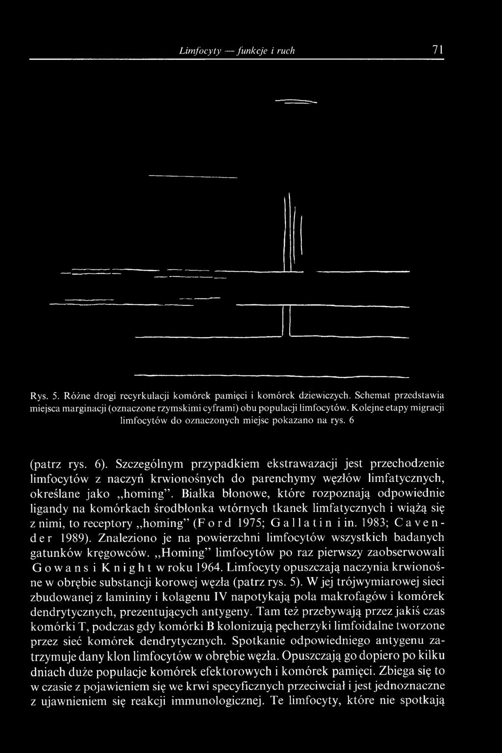 Szczególnym przypadkiem ekstrawazacji jest przechodzenie limfocytów z naczyń krwionośnych do parenchymy węzłów limfatycznych, określane jako homing.