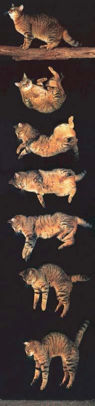 Przykład: Spadające koty Badania z 1987r.