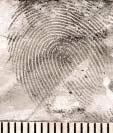 Ryc. 9. Œlad linii papilarnych ujawniony na taœmie przezroczystej szerokiej Fig. 9. Latent fingerprint developed on wide transparent tape Ryc. 10.