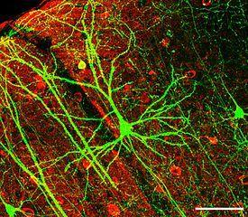 neuron piramidowy: wielobiegunowy, projekcyjny kora mózgowa,
