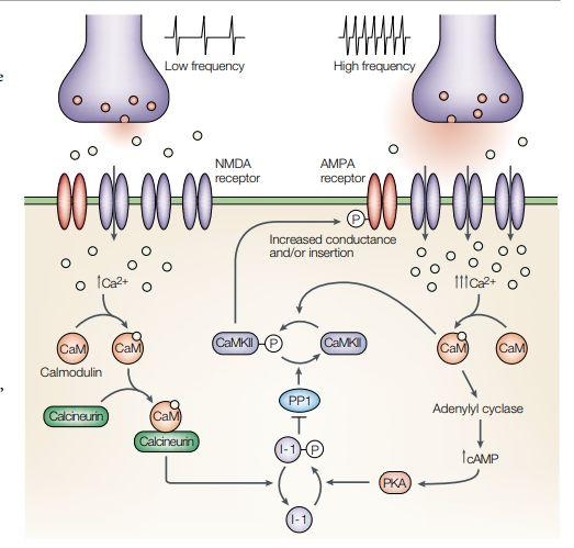 LTP i LTD LTP i LTD vs tetanizacja: - post/pre synaptyczny wapń czas trwania kluczowe: - glutaminian poziom CA2+ kalmodulina i