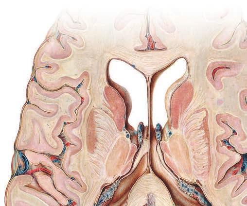 ANATOMIA Flashcards Neuroanatomia