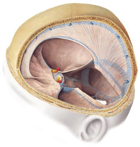 System zatokowy 14 Co to są zatoki opony twardej? Tentorium cerebelli Falx cerebri Sinus petrosus inferior Falx cerebri Sinus sagittalis superior Sinus sphenoparietalis Sinus sagittalis inferior A.