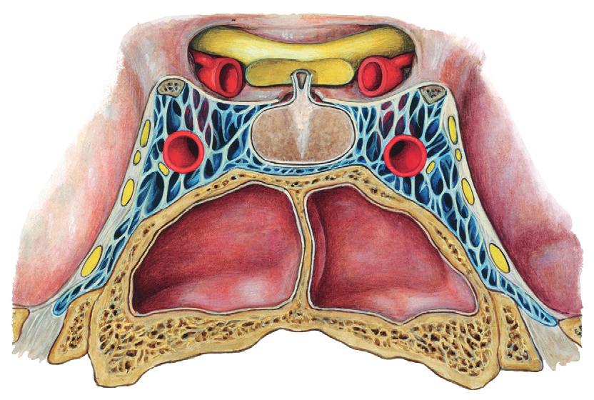 Zatoka jamista 15 Sinus intercavernosi 19 Sinus cavernosus 18 N. oculomotorius [III] 17 A. carotis interna, 16 Pars cavernosa N. trochlearis [IV] 15 N.