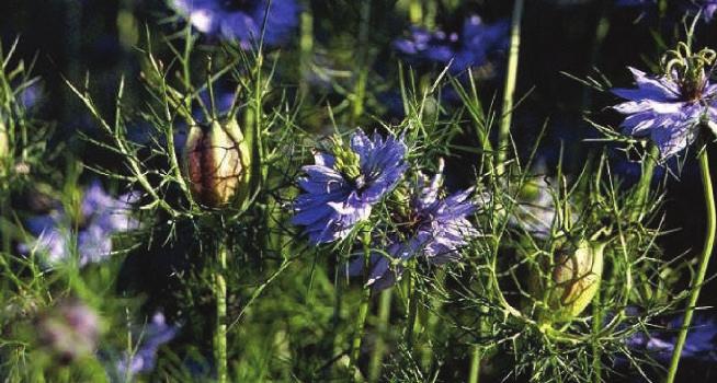, nasiona, lipidy, olejek eteryczny Wprowadzenie Czarnuszka damasceńska (Nigella damascena L.) jest jednym z najważniejszych gatunków rodzaju Nigella L. pokrewnym czarnuszce siewnej (1-5).