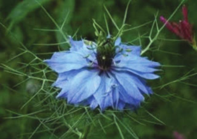 Czarnuszka damasceńska (Nigella damascena L.) zawartość i skład lipidów oraz olejku występującego w nasionach a b c Ryc. 4a-c. Kwiaty czarnuszki damasceńskiej w pełni kwitnienia Tab. 1.