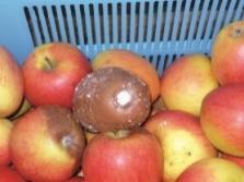Bellis/Pyrakalid 38 WG (7) Switch 62,5 WG (3) Geoxe 50 WG (3) Pomax SC (3) 0,8 5 1,6 Zabiegi rozpocząć na 1 miesiąca przed zbiorem jabłek.