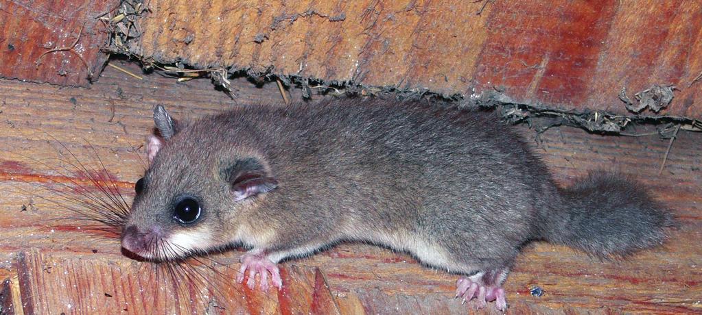 T. Figarski Ochrona popielicy Glis glis L. Ryc. 2.