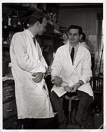 Marshall Warren Nirenberg Heinrich Matthaei 1. Ekstrakt komórkowy E.coli + a.a* - białka * 2. Ekstrakt komórkowy E.coli + czas + potem a.