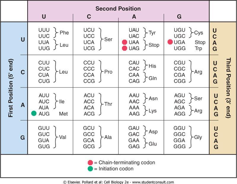 Figure 17-1 THE GENETIC CODE.