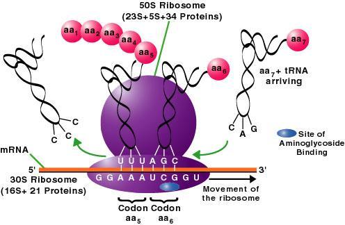 RYBOSOMY zbudowane są z białek rybosomalnych i rybosomalnego RNA(rRNA) maja dużą i mała podjednostkę rola rrna