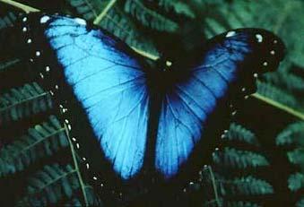Photonic Crystals in Nature Morpho