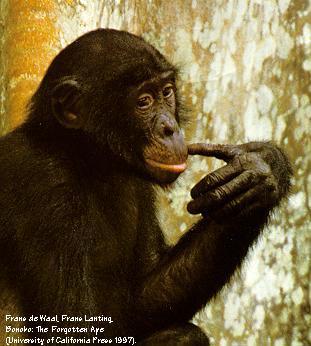 Szympans i bonobo Bonobo (szympans karłowaty) Zidentyfikowany jako gatunek w 1929 E.
