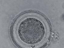 B. Gajda Ryc. 2.