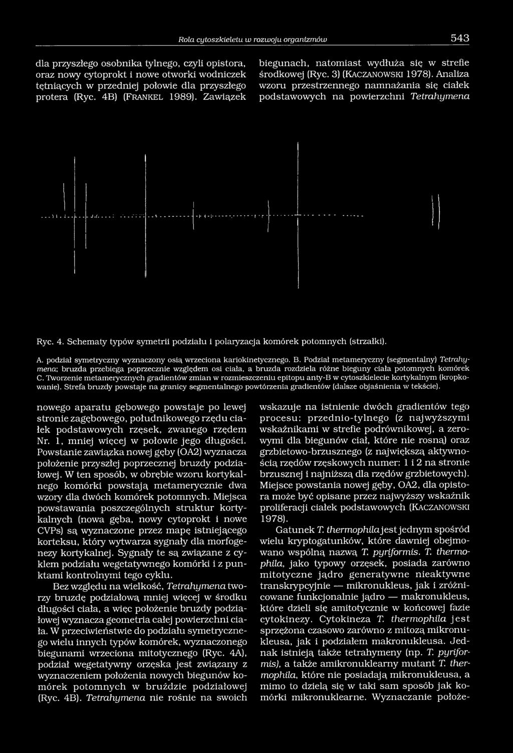 Analiza wzoru przestrzennego namnażania się ciałek podstawowych na powierzchni Tetrahymena Ryc. 4. Schematy typów symetrii podziału i polaryzacja komórek potomnych (strzałki). A.