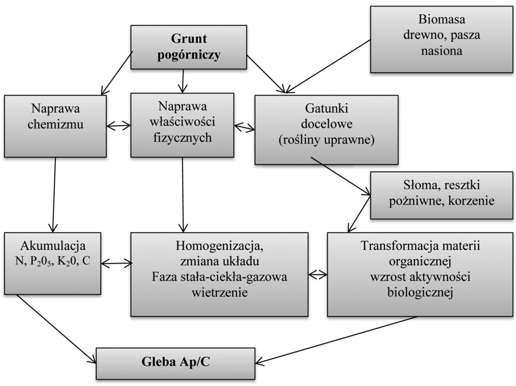 Rys. 1. Schemat koncepcji roślin docelowych Bendera Fig. 1. Scheme of concept ground reclamation by Bender Uprawiane są przemiennie trzy gatunki roślin rzepak ozimy, pszenica ozima i żyto ozime.