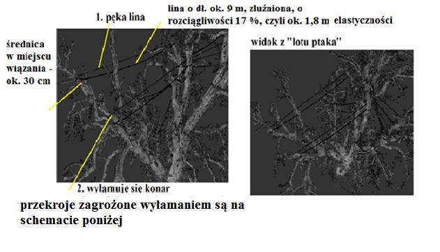 19 powinien wynosić minimum 1, 5 razy wysokość drzewa.