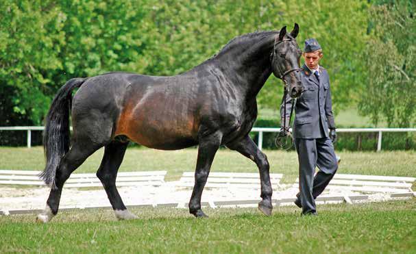 2274 NOMEN do ustalenia w miejscu stanowienia ogiera. Nr paszportu POL 008 67 00036 94 ur. 25.04.1994 r. Maść zasadnicza: c. Wym.