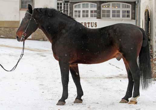 802GWł WICHER do ustalenia w miejscu stanowienia ogiera. Nr paszportu POL 008 67 00079 00 ur. 16.02.2000 r. Maść zasadnicza: c. Wym.
