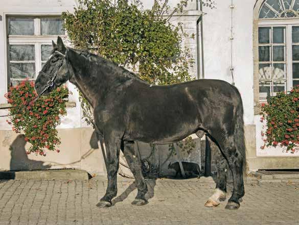 ARSENAŁ HUTOR 769 784GWł do ustalenia w miejscu stanowienia ogiera. Nr paszportu 616 008 67 00076 00 ur. 20.03.2000 r. Maść zasadnicza: kara Wym.