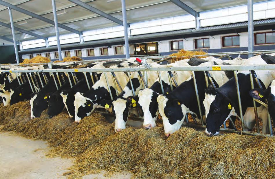 THE RESULTS OF MILK RECORDING Illustration No.
