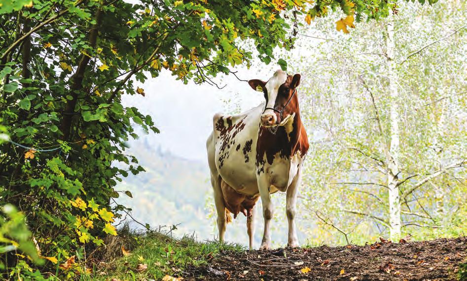 POLISH FEDERATION OF CATTLE BREEDERS AND DAIRY FARMERS In 2017, the average size of recorded herd reached round 38 heads.