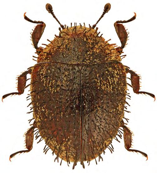 266 D. TWARDY stają się trudne do wypatrzenia w swoim środowisku.