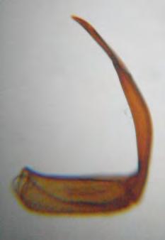 2013), pozostałe znane są z nielicznych lub pojedynczych stanowisk, w większości na podstawie starszych danych faunistycznych (BURAKOWSKI i in. op.cit.). 1.