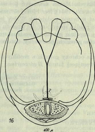 100/u Rys. 16, 17. Albia stationis T iio n 16 strona brzuszna, 17 nogoglaszczek. Krendowskia latissima P i e r s. St. 1, luniesz, 19 VII 1869, 1 nim fa; st. 3, mchy, 6 X 1969,1 $; st.