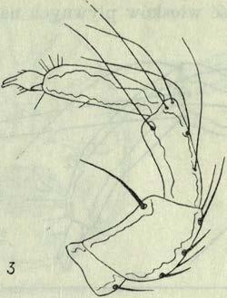 shadini S okol. gatunek bardzo rzadki, znany tylko z M e- miec, Belgii, Holandii i Armenii (Viets, 1956).