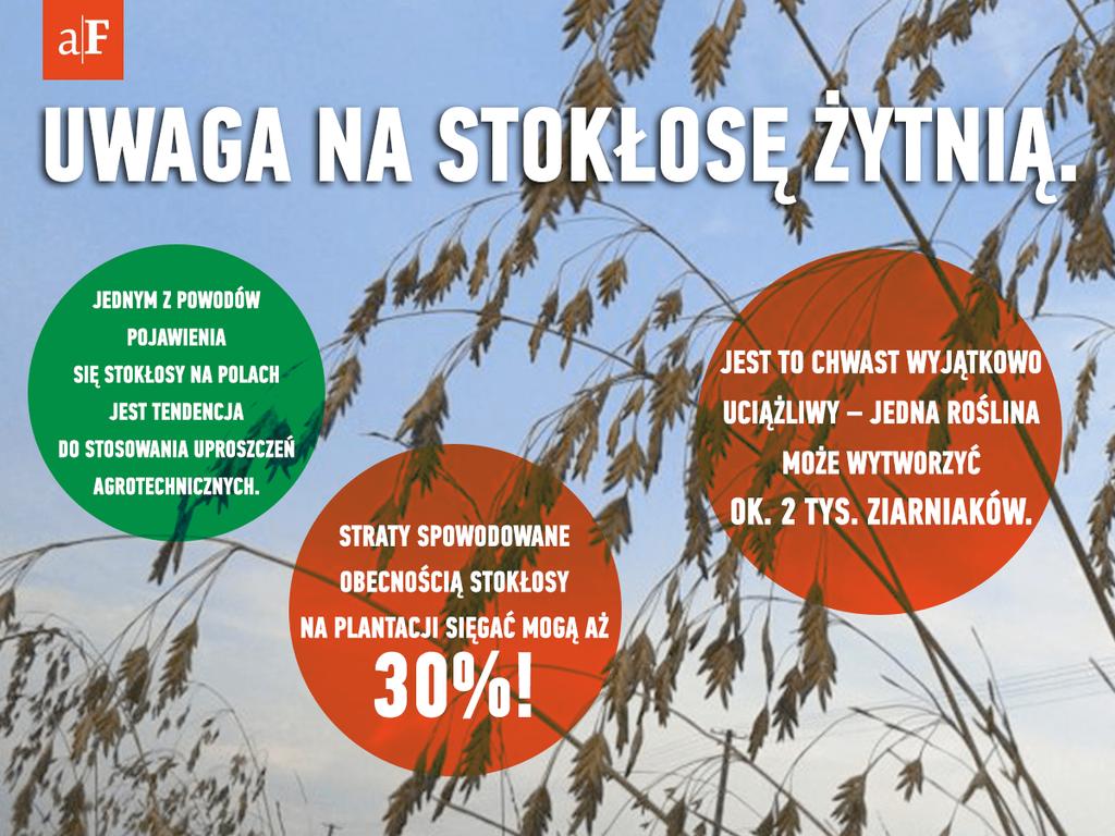 .pl https://www..pl ładnych kilka lat nie był on obecny na polach w kraju, toteż czujność plantatorów została uśpiona. Grzegorz Wieszołek z firmy Nufarm Jak zwalczyć stokłosę?