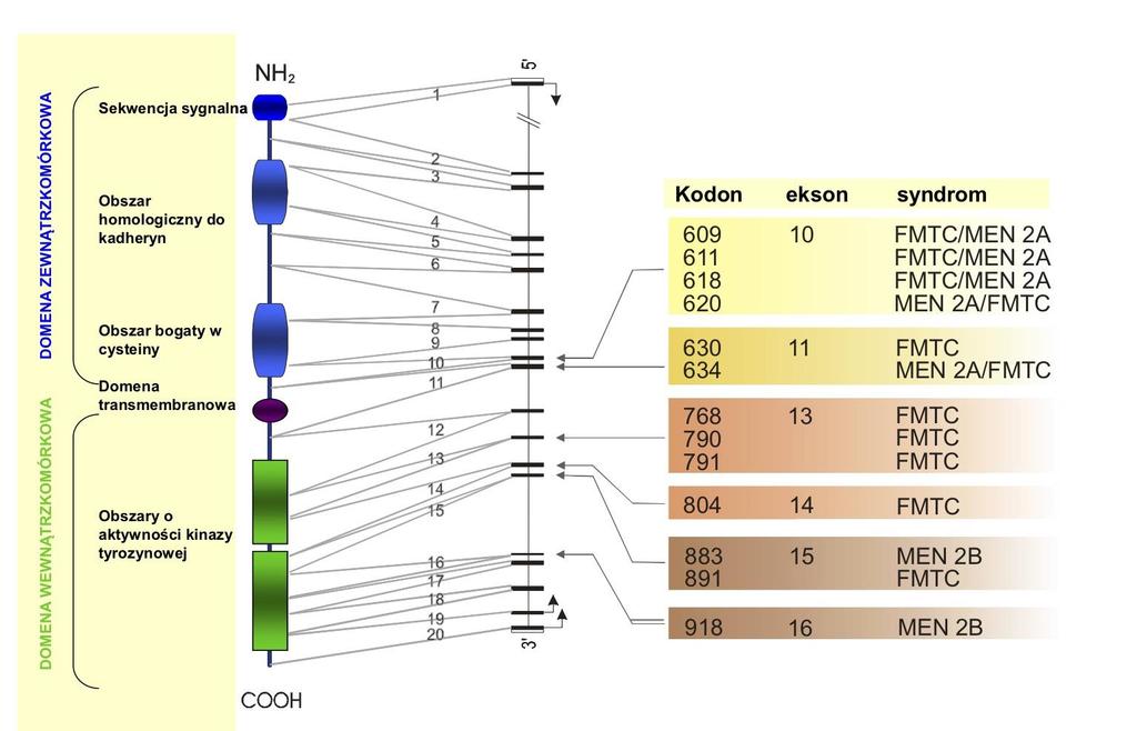 Schemat budowy prootoonkogenu RET i kodowanego przez niego białka wraz z wykazem