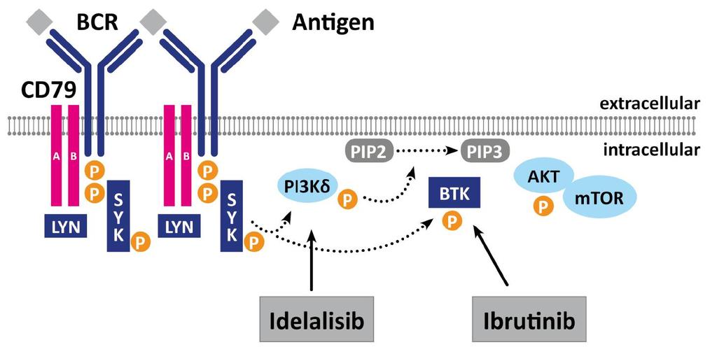 Małe cząsteczki - inhibitory kinaz tyrozynowyvh Hamowanie przewodzenia sygnału przez BCR