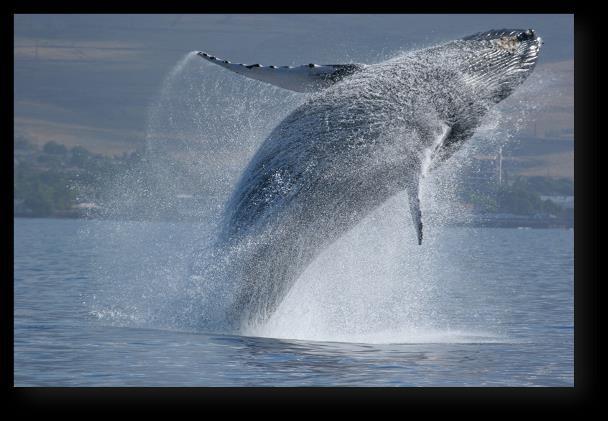 TAJEMNICZY ŚWIAT WIELORYBÓW Giants of The Deep Blue Premiera w poniedziałek 23 kwietnia o godz. 18:00 Udaj się z nami w podróż śladami podwodnych gigantów - wielorybów.