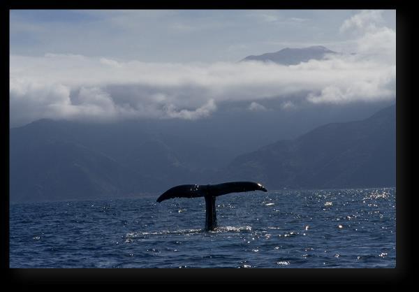 ODKRYWCY Z MORSKICH GŁĘBIN Whales of The Deep Premiera w środę 25 kwietnia o godz. 18:00 Głęboko pod powierzchnią oceanu znajduje się lodowy świat pogrążony w wiecznej ciemności.